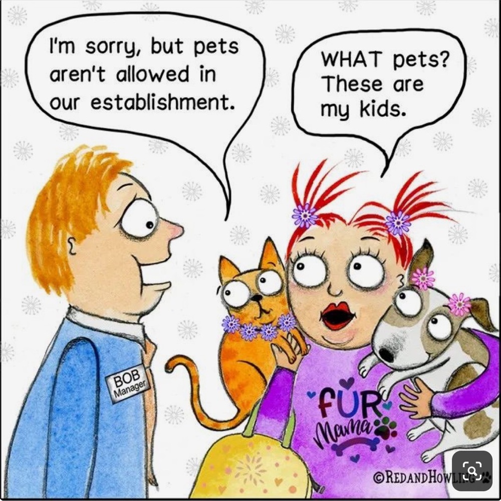 Bundle 3 dog 🐶 items for 10% off / read m… - Picture 8 of 16